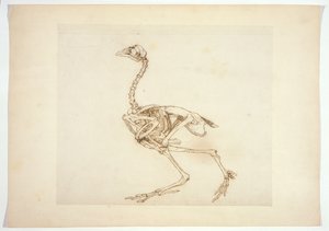 Dorking Hen Skeleton, Lateral View, from 
